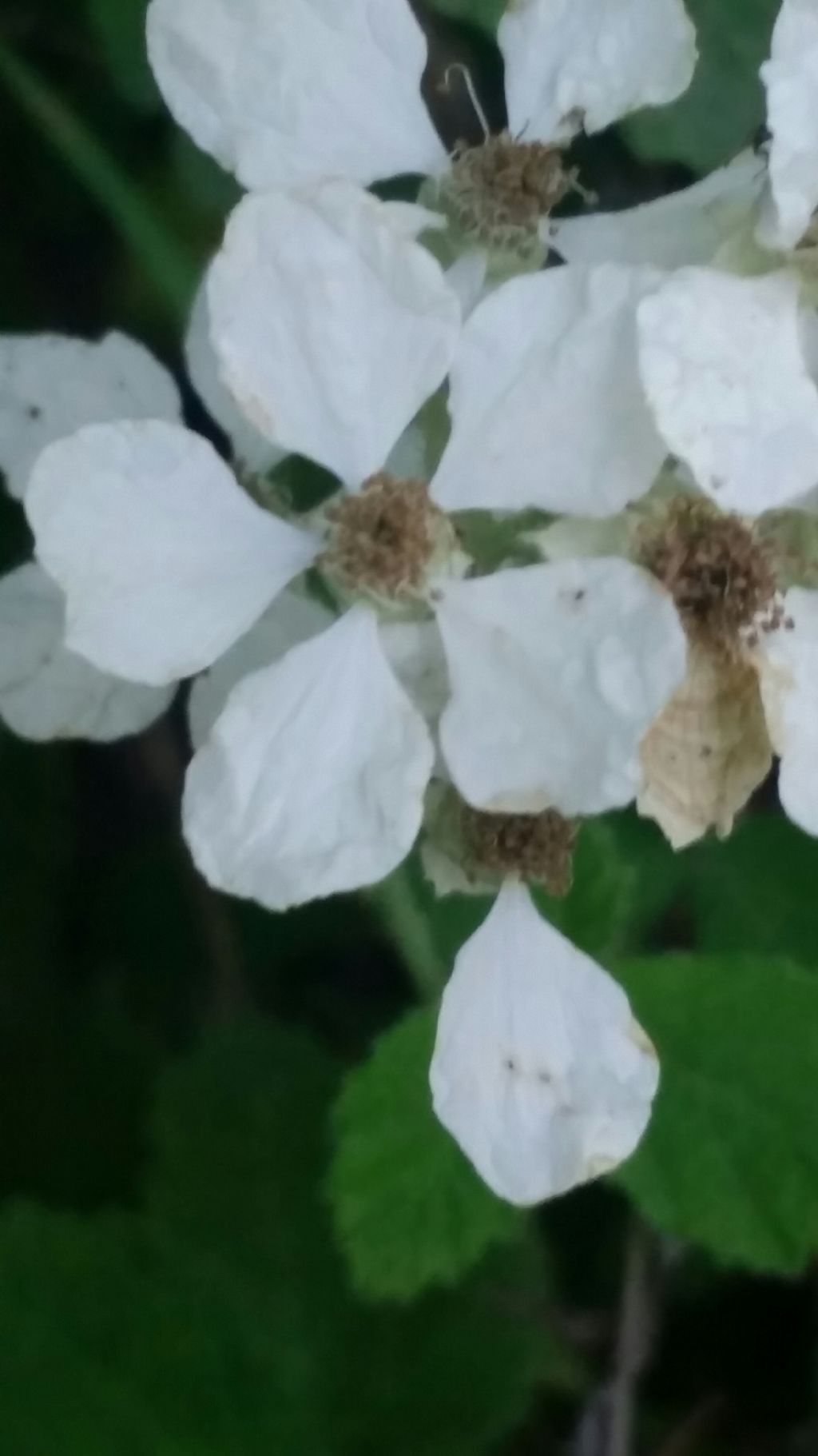 Rubus sp. (Rosaceae)